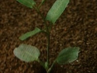 Slak - Convolvulus arvensis