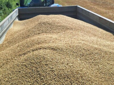 Slaven Puzjak - početak žetve ječma Slaven Puzjak - početak žetve ječma