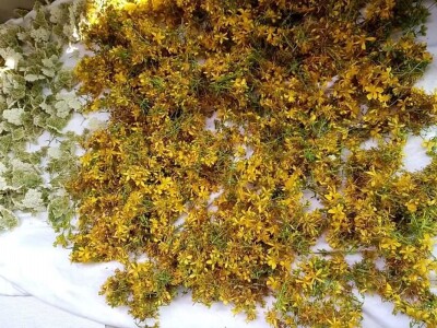 Slavica Vuković: Priroda inspiriše i liječe