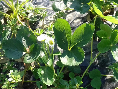 Ovog ljeta posađene jagode u cvatu