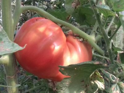 Ovakvi primjerci ostaju za doma