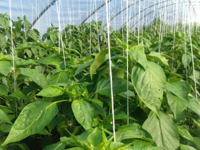 Plastenici se prostiru na 3000 m2