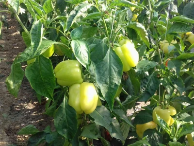Paprika