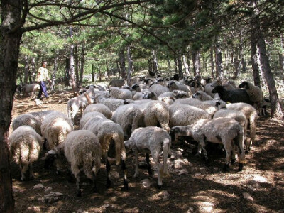 Slavko Vuica i njegovo stado ovaca na farmi u Cisti Velikoj