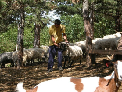 Slavko Vuica pokazuje ovna autohtone pasmine