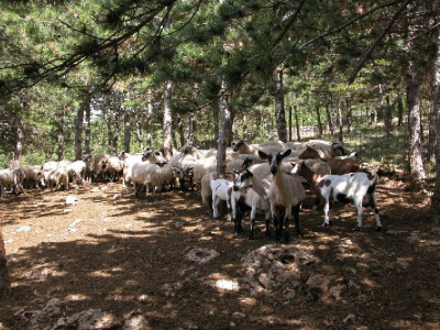 Slavkovo stado ovaca i koza izvorne pasmine na farmi OPG Vuica