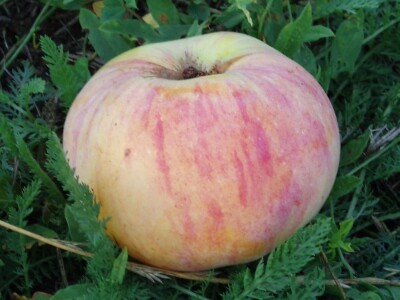 Slavonci i Vojvođani zajedno istražuju stare sorte voća Slavonci i Vojvođani zajedno istražuju stare sorte voća