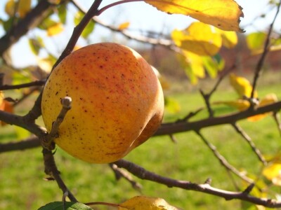 Slavonci i Vojvođani zajedno istražuju stare sorte voća Slavonci i Vojvođani zajedno istražuju stare sorte voća