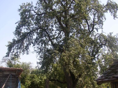 Slavonci i Vojvođani zajedno istražuju stare sorte voća Slavonci i Vojvođani zajedno istražuju stare sorte voća