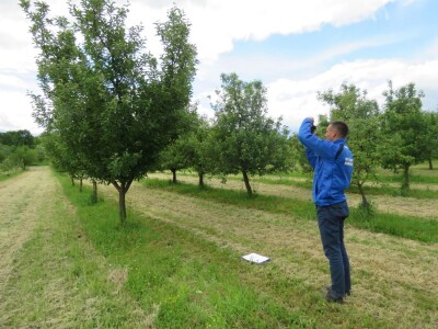Slavonci i Vojvođani zajedno istražuju stare sorte voća Slavonci i Vojvođani zajedno istražuju stare sorte voća