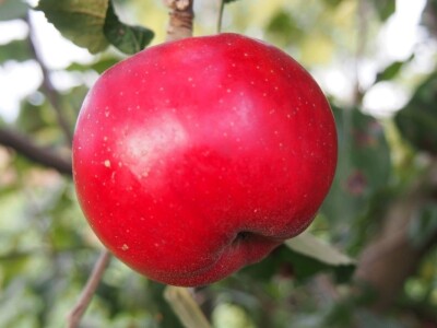 Slavonci i Vojvođani zajedno istražuju stare sorte voća Slavonci i Vojvođani zajedno istražuju stare sorte voća