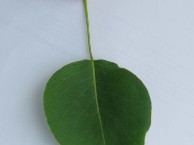 Slavonci i Vojvođani zajedno istražuju stare sorte voća Slavonci i Vojvođani zajedno istražuju stare sorte voća