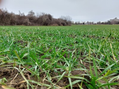 Slavonska polja prvog dana siječnja Slavonska polja prvog dana siječnja