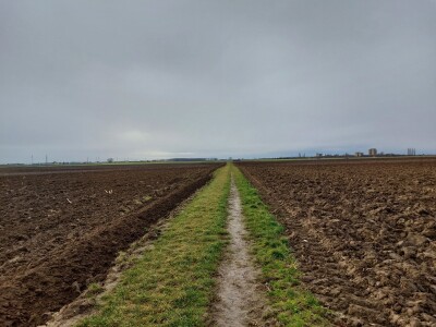 Slavonska polja prvog dana siječnja Slavonska polja prvog dana siječnja