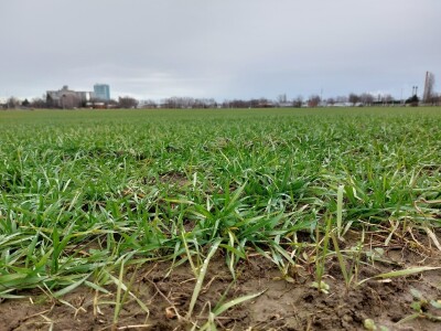 Slavonska polja prvog dana siječnja Slavonska polja prvog dana siječnja