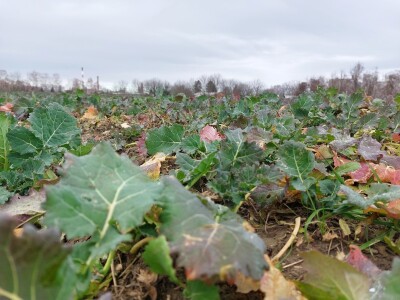 Slavonska polja prvog dana siječnja Slavonska polja prvog dana siječnja