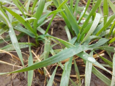 Slavonska polja prvog dana siječnja Slavonska polja prvog dana siječnja