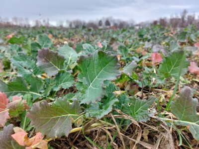 Slavonska polja prvog dana siječnja Slavonska polja prvog dana siječnja