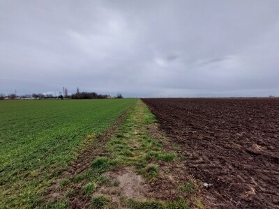 Slavonska polja prvog dana siječnja Slavonska polja prvog dana siječnja