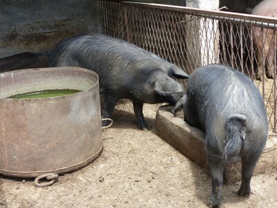 Vrijeme je za hranu!