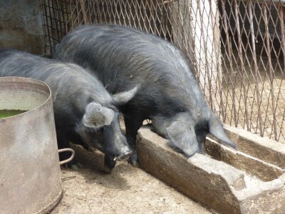 Crne svinje u svom okruženju