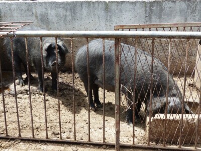 Slavonske svinje u konavoskom kraju