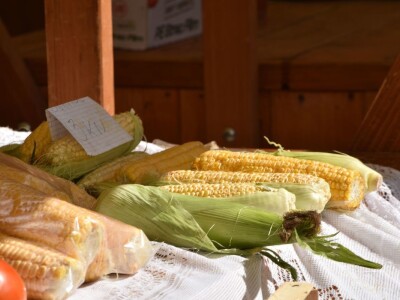 Slavonski kukuruz omiljen kod turista