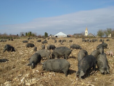 Slavonski kulen Adama Zvonarevića