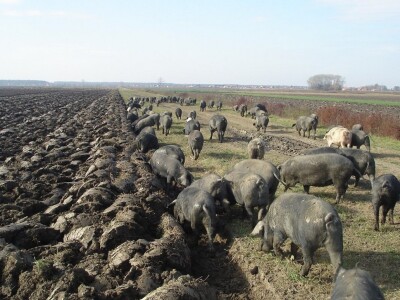 Slavonski kulen Adama Zvonarevića