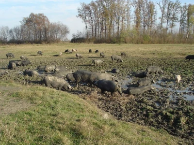 Slavonski kulen Adama Zvonarevića