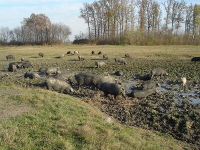 Slavonski kulen Adama Zvonarevića