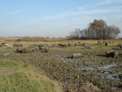 Slavonski kulen Adama Zvonarevića