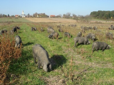 Slavonski kulen Adama Zvonarevića