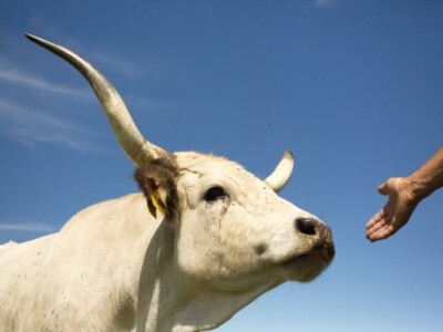Slavonsko-srijemsko podolsko govedo, vl. Mijo Jaredić, Poljanci-Slavonija