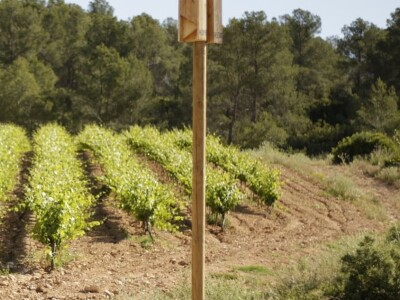 Slijepi miševi čuvaju vinograde od grožđanog moljca