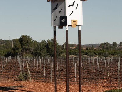 Slijepi miševi čuvaju vinograde od grožđanog moljca