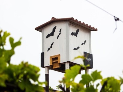 Slijepi miševi čuvaju vinograde od grožđanog moljca