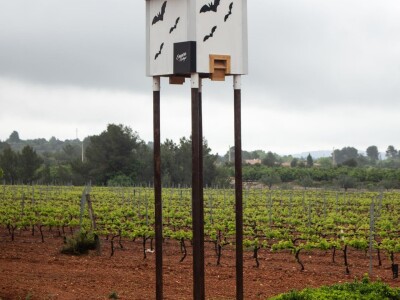 Slijepi miševi čuvaju vinograde od grožđanog moljca