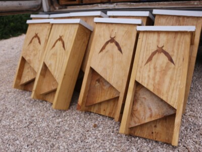 Slijepi miševi čuvaju vinograde od grožđanog moljca