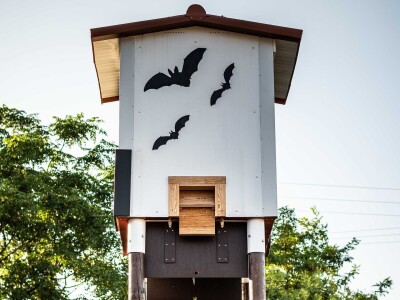 Slijepi miševi čuvaju vinograde od grožđanog moljca