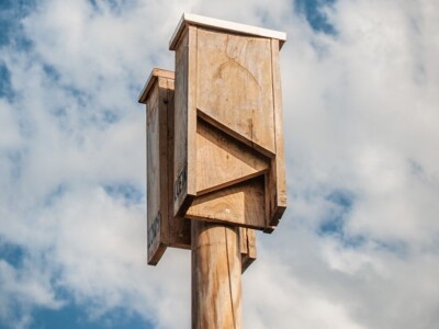 Slijepi miševi čuvaju vinograde od grožđanog moljca