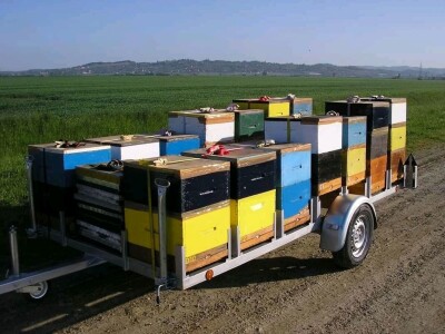 Slijepi pčelar Priljeva Slijepi pčelar Priljeva