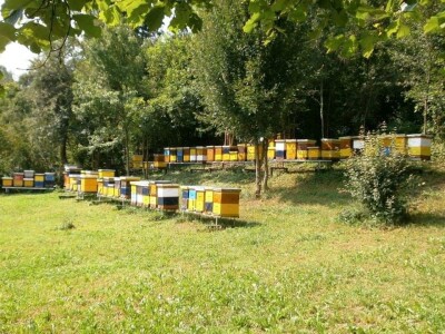 Slijepi pčelar Priljeva Slijepi pčelar Priljeva