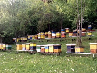 Slijepi pčelar Priljeva Slijepi pčelar Priljeva