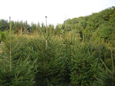 PICEA  ABIES( obična smreka) Najčešće božićno drvce .                                         Raste relativno brzo u odnosu na ostale četinjače, lako se oblikuje rezidbom.                             