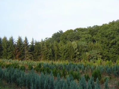 CHAMEACYPARIS COLUMNARIS- Uska, uspravna zimzelena biljka koja oblikuje uredan stup aromatičnim, plavo-sivim granama.