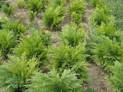 THUJA GLOBOSA - To je zimzelena, crnogorična biljka.  Patuljastog i okruglog oblika,  žuto zelene boje, a zimi poprima smeđe zelenu boju.