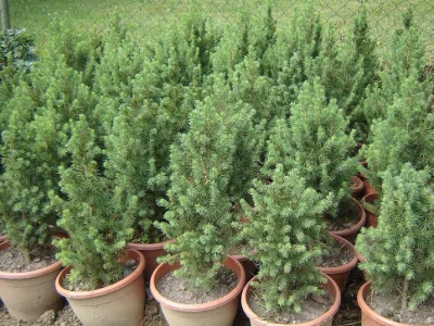 PICEA CONICA Dekorativno drvo ili grm. Iglice su svega 1 cm dugačke, svijetlozelene boje koja poslije prelazi u plavozelenu. Mjesto sadnje: nije problematično. Pogodna za kamenjare, posude, pojedinačn