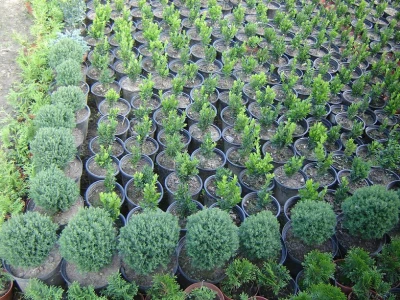 BUXUS SEMPERVIRENS(ŠIMŠIR) -  Šimšir je grmoliki maleni uspravni bjelogorični grm kojega koristimo za malene živice. Možete ga rezati i imati živicu već od 15 cm visine pa sve do pola metra. Ima zimze