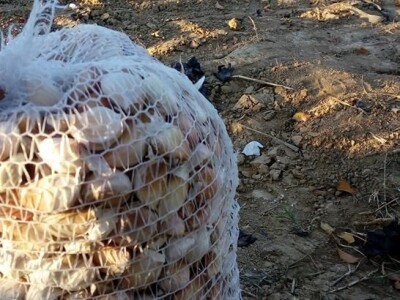 Slike OPG-a Domaći češnjak Slike OPG-a Domaći češnjak